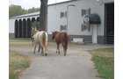 Property photo 2 - 80 Acres Offered in 4 Tracts - Horse Farm